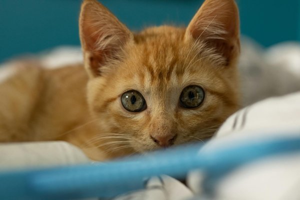 ¿Cuáles son las mejores estrategias para calmar a un gato durante una tormenta?