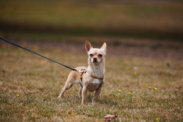 ¿Cómo puedo hacer que mi perro se sienta más tranquilo al estar solo en casa?