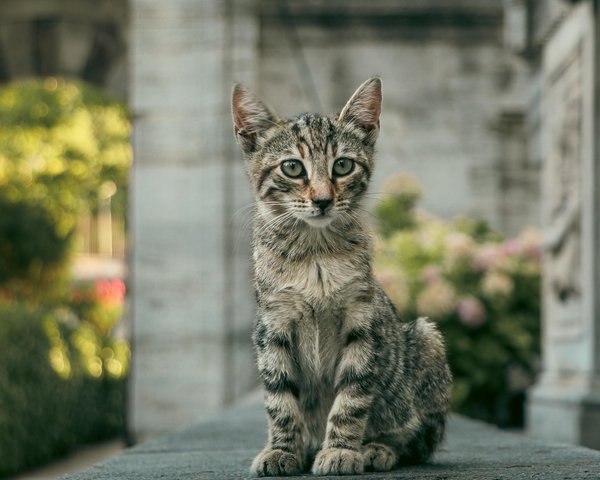 ¿Cuáles son las características de las aves que indican que están saludables?