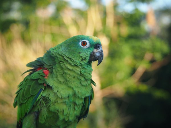 ¿Cómo saber si tu gato necesita atención médica urgente?